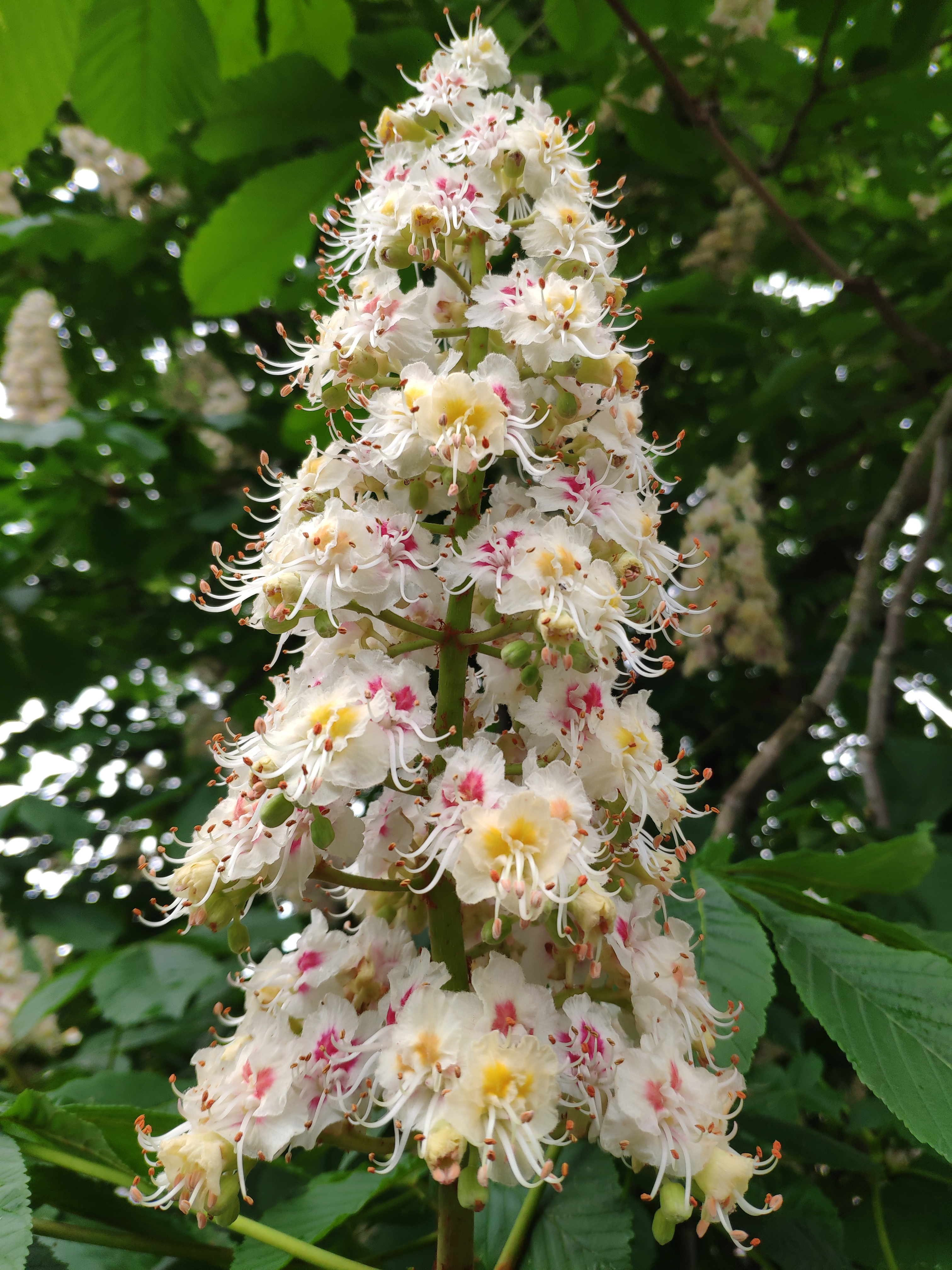 Aesculus indica